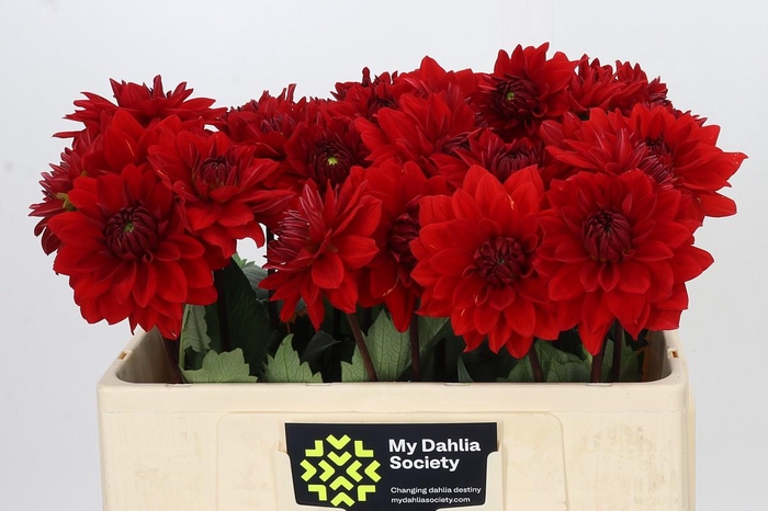 <h4>Dahlia Heatwave</h4>