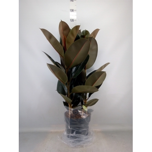 Ficus elastica 'Abidjan'