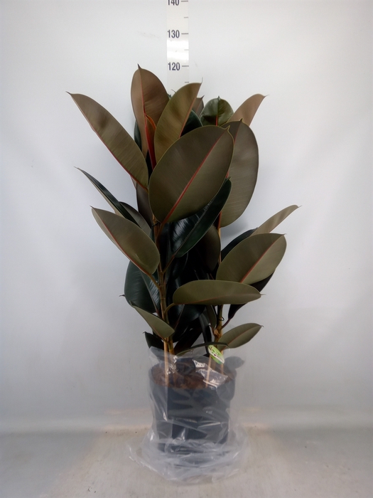 <h4>Ficus elastica 'Abidjan'</h4>