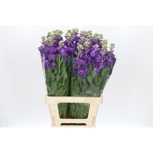 Matthiola Iron Purple