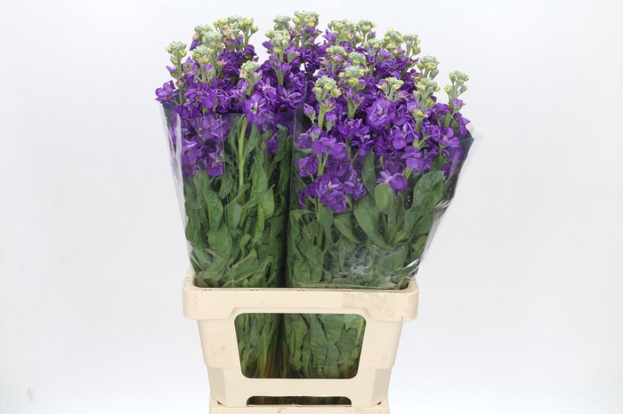 <h4>Matthiola Iron Purple</h4>