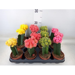 Gymnocalycium mihanov.   ...