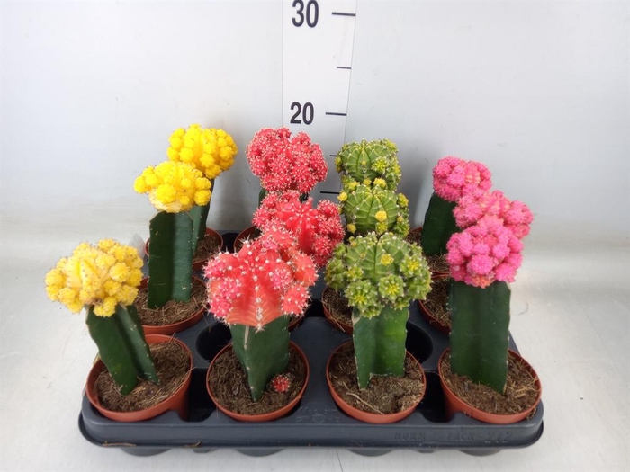 <h4>Gymnocalycium mihanov.   ...</h4>