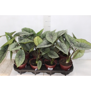 ALOCASIA PLATINUM P12