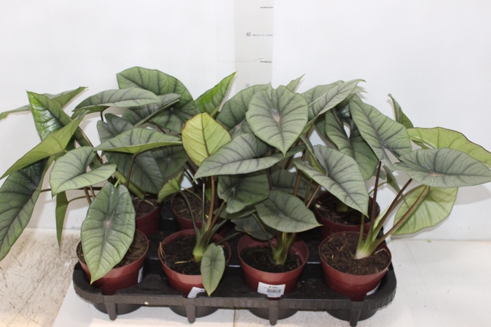 <h4>ALOCASIA PLATINUM P12</h4>
