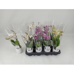 PHAL MINI