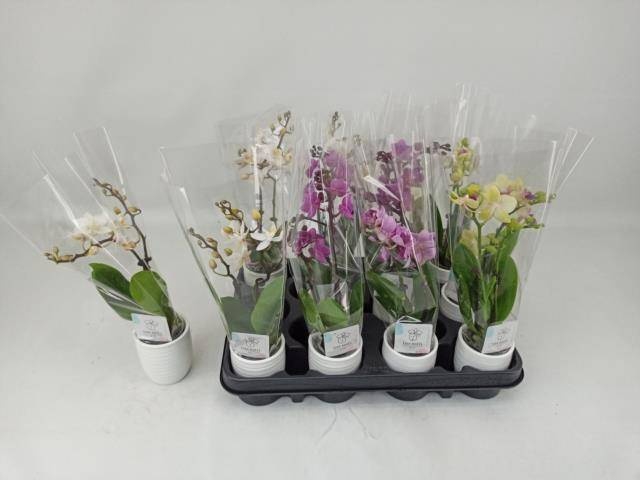 <h4>PHAL MINI</h4>