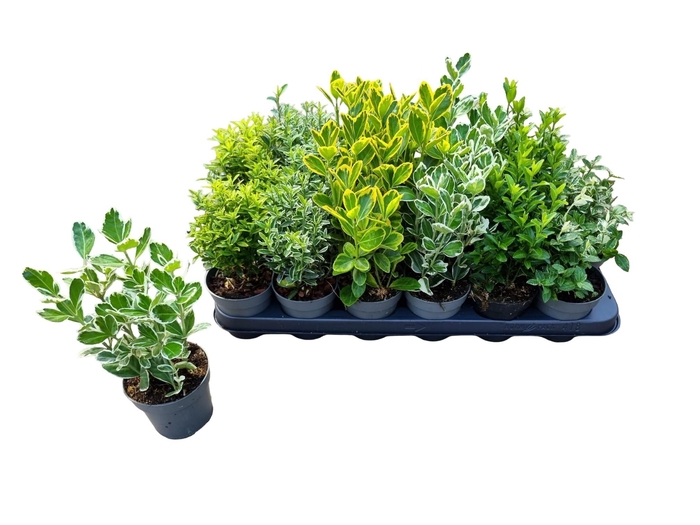 <h4>EUONYMUS JAP GEM</h4>