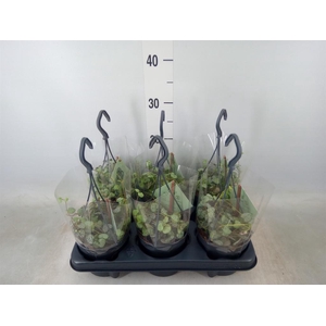 Ceropegia woodii ssp. woodii