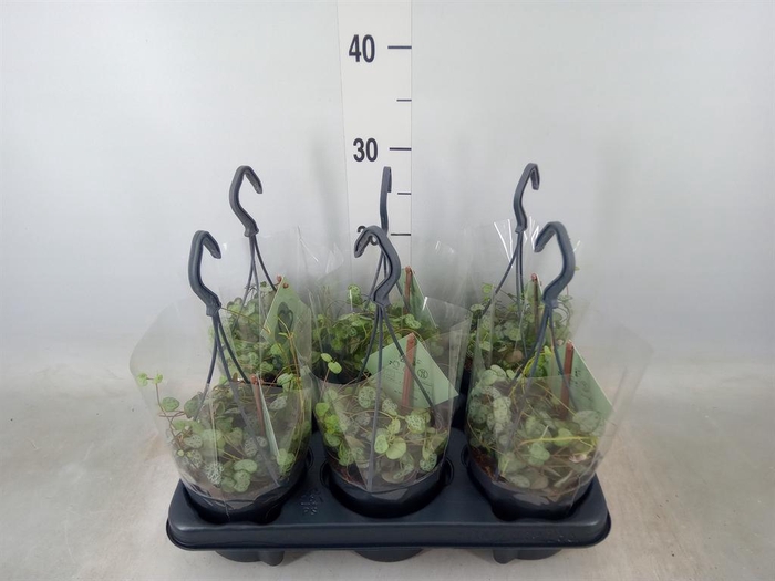 <h4>Ceropegia woodii ssp. woodii</h4>