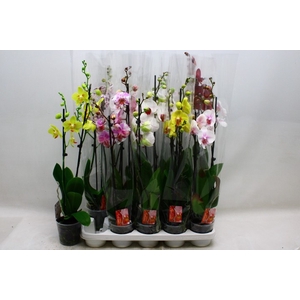 PHAL GEM 7 KL