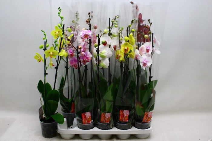 <h4>PHAL GEM 7 KL</h4>