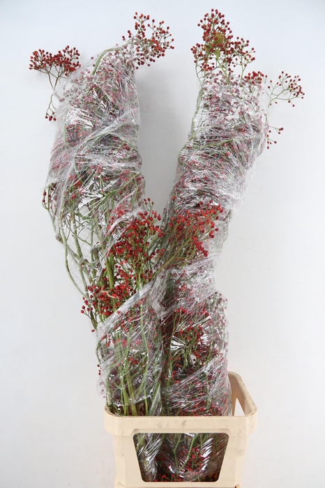 <h4>ROSA SPLASH 150CM</h4>