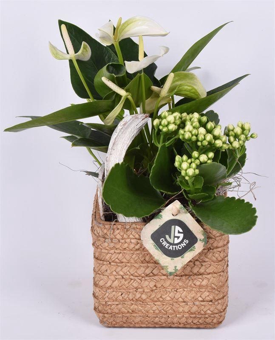 <h4>Cement vierkant bruin 12x12cm</h4>