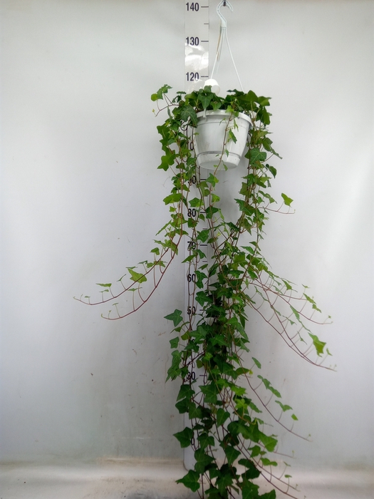 <h4>Hedera helix 'Anna'</h4>