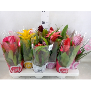 Bromelia   ...mix