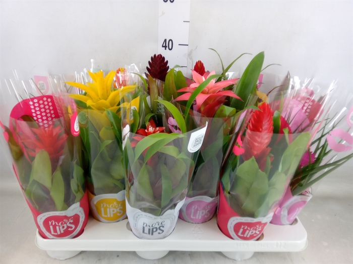<h4>Bromelia   ...mix</h4>