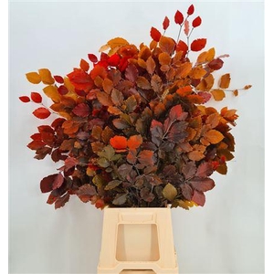 Dr Fagus Mix Stabil