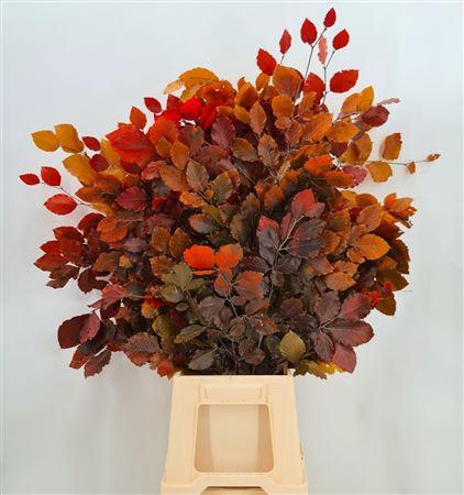 <h4>Dr Fagus Mix Stabil</h4>