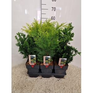 Coniferen mix opgaande soorten P17 potgekweekt