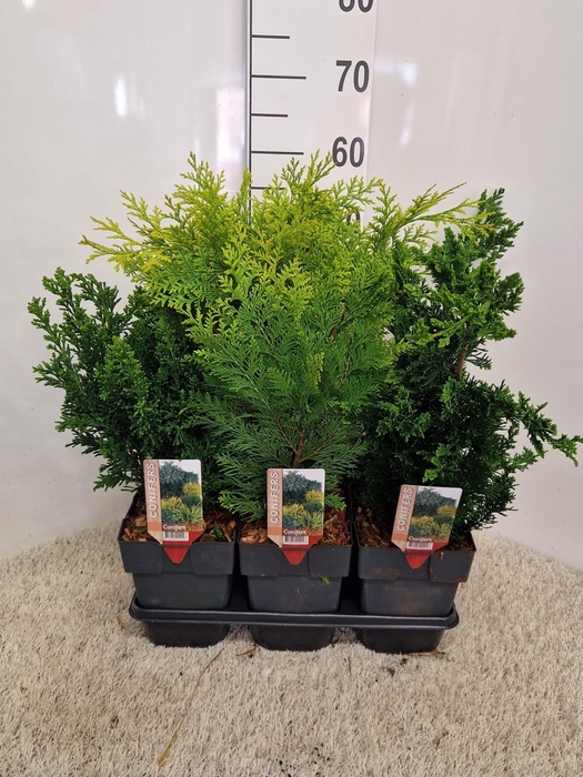 <h4>Coniferen mix opgaande soorten P17 potgekweekt</h4>
