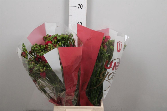 <h4>Fr Du Expression</h4>