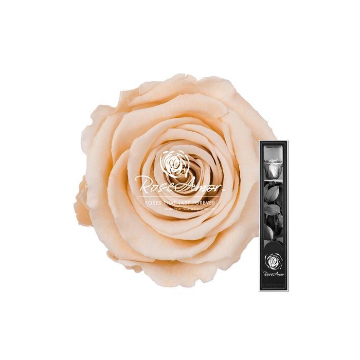 <h4>30cm Stem Cha01</h4>