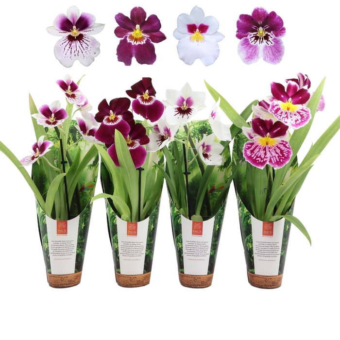 <h4>Inca Miltoniopsis mix 9cm 1 spike in luxury jungle cover</h4>