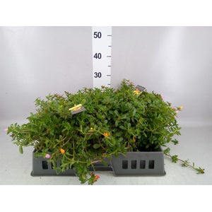 Portulaca   ...mix in pot