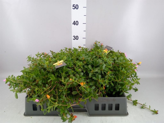 <h4>Portulaca   ...mix in pot</h4>