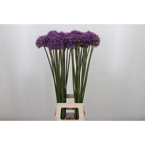 Allium Stratos