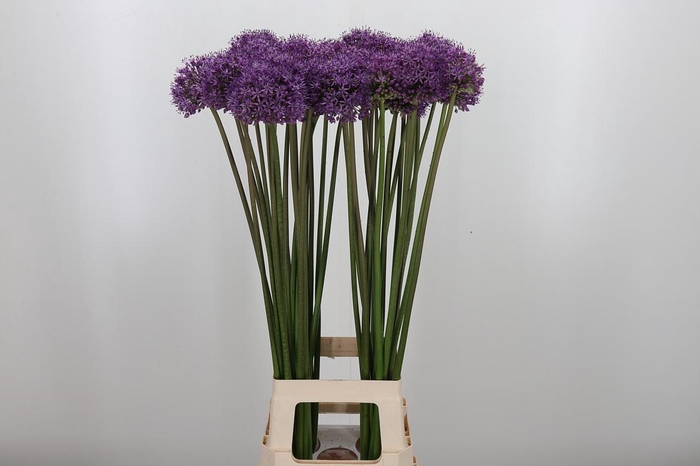 <h4>Allium Stratos</h4>