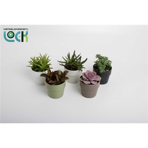 Succulenten mix in Sven kleuren mix