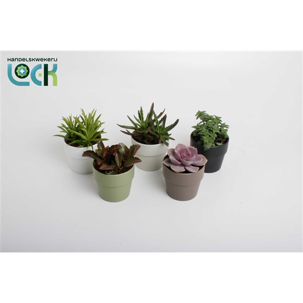 <h4>Succulenten mix in Sven kleuren mix</h4>