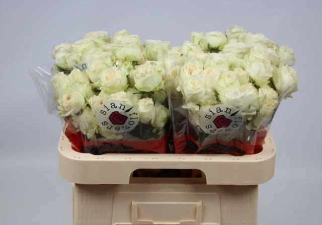 <h4>R TR ASTAEA</h4>