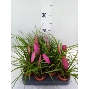 Tillandsia cyanea