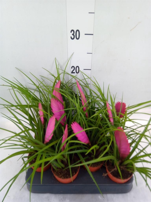 <h4>Tillandsia cyanea</h4>