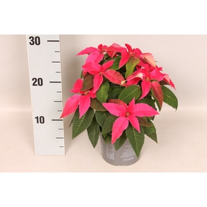 Poinsettia 13 cm  Princettia Dark Pink