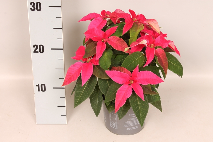 Poinsettia 13 cm  Princettia Dark Pink