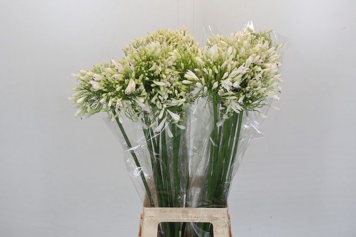 <h4>Agapanthus White Heaven</h4>