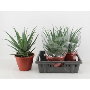 Aloe Arborescens (Cites) 23Ø 50cm