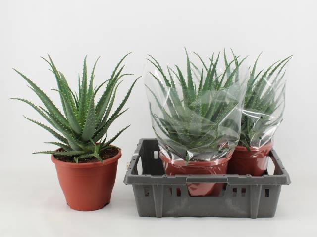 Aloe Arborescens (Cites) 23Ø 50cm