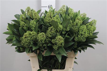 <h4>Skim C Kew Green Bs</h4>