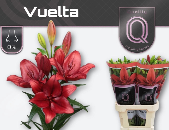 <h4>LI LA VUELTA 3+</h4>