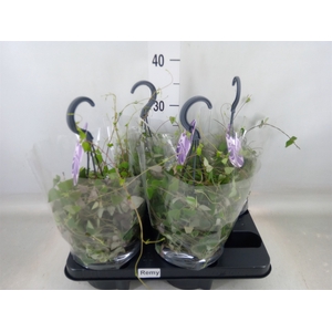 Ceropegia linearis 'Remy'