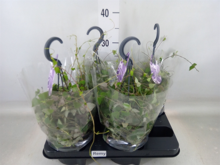 <h4>Ceropegia linearis 'Remy'</h4>