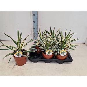 Yucca Glor Variegata