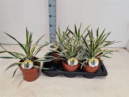 <h4>Yucca Glor Variegata</h4>