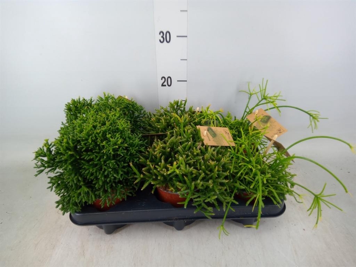 <h4>Rhipsalis   ...mix</h4>