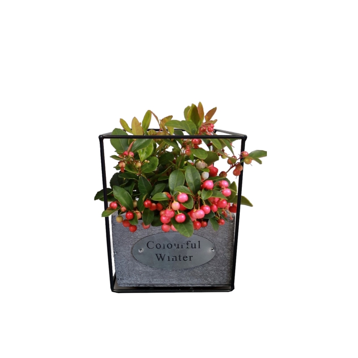 <h4>Gaultheria Big Berry Zink Vierkant</h4>